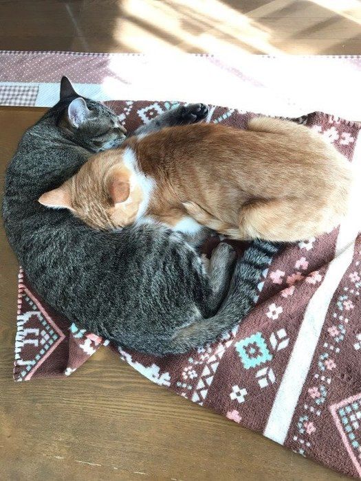 仲良しな二匹