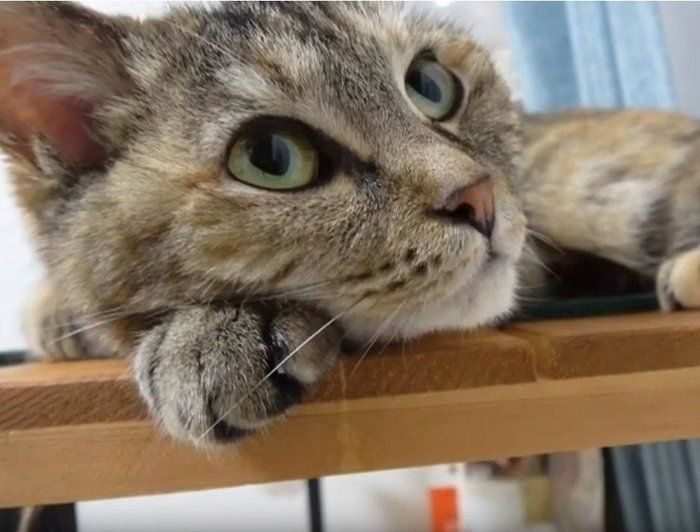 上目遣いの猫