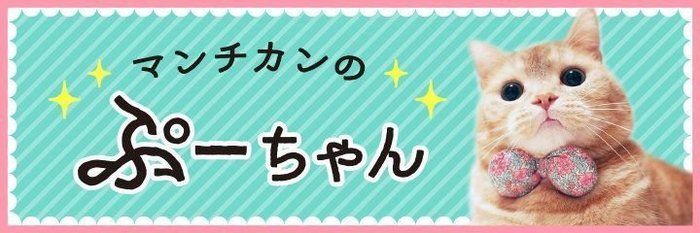 ほんとに10歳？可愛さが変わらないぷーちゃん【連載】マンチカンのぷーちゃん#230