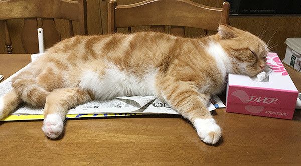 眠る猫