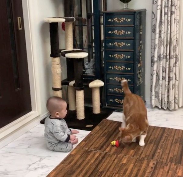 クールな猫