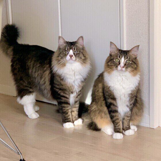 見つめる猫