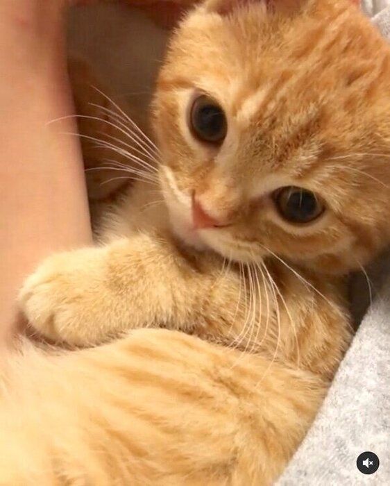 飼い主さんに甘える小さい頃のうにちゃん