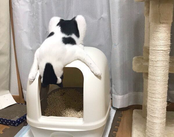 トイレを覗き込むオズくん