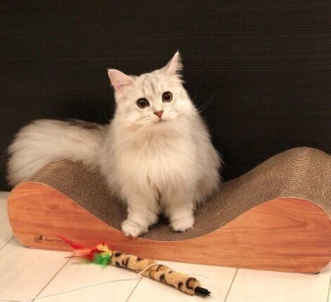 ねこのきもちWEB MAGAZINE ねこの日企画「MEN'S CAT」