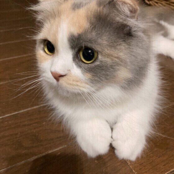 くつろぐスコティッシュフォールド
