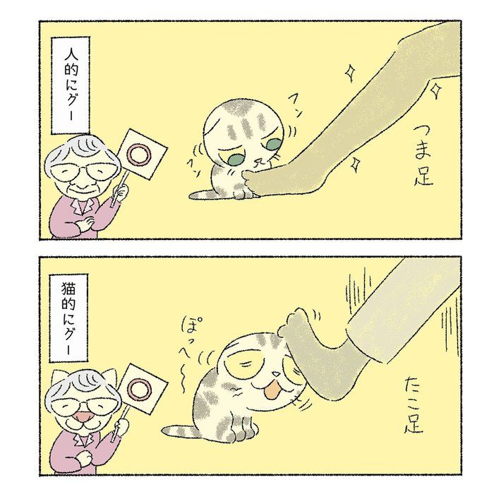 @tacos_cat