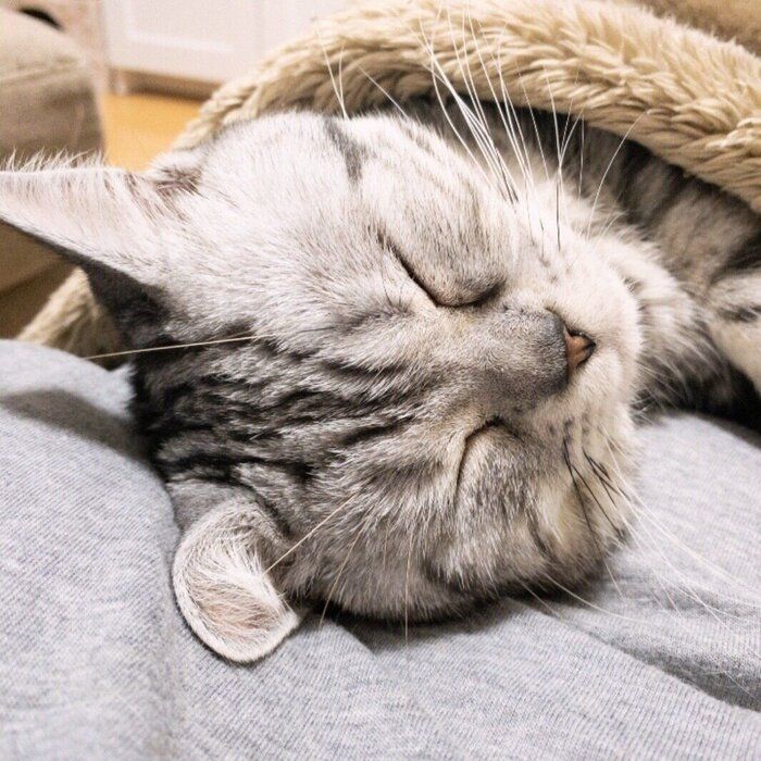 ねこのきもちWEB MAGAZINE ねこの日企画「MEN'S CAT」