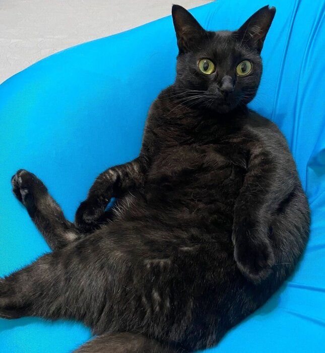 クッションの上で振り返るくろさん