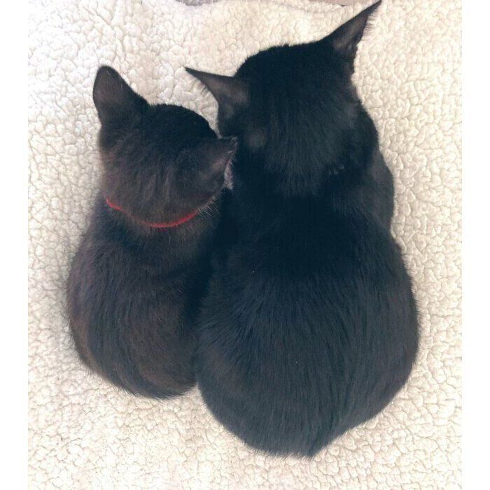 猫先輩二枚ブラックと白 たっちぃZooにゃんこ ぶち猫 | リードのおみせ Catail