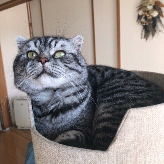 まったりするスコティッシュフォールド