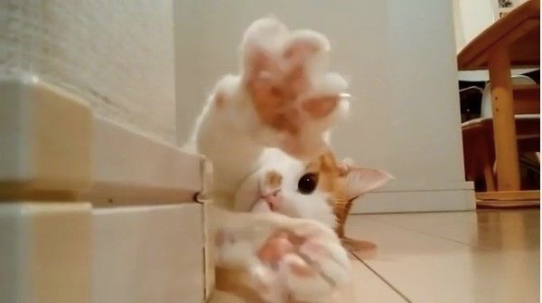 肉球ニャンコ