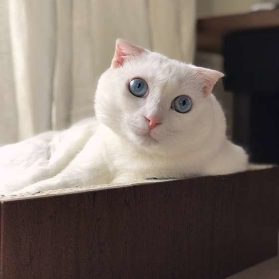 見つめるスコティッシュフォールド
