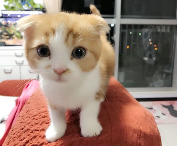 見つめる猫