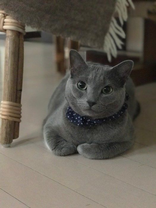 香箱座りする猫