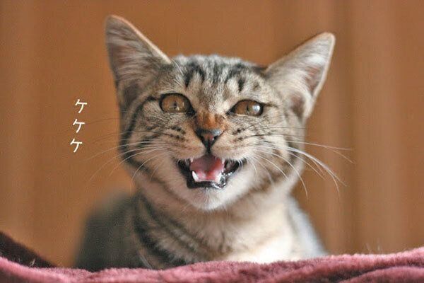 鳴く猫