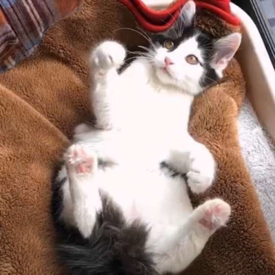 寝転がる猫