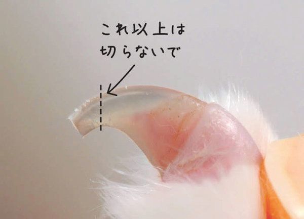やりすぎると危険なお手入れ