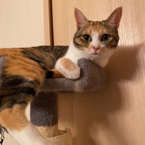 キャットタワーに登る猫