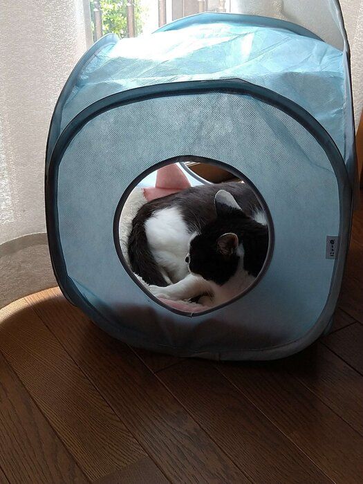 にゃー キューブ型キャットテントでくつろぐ猫さん