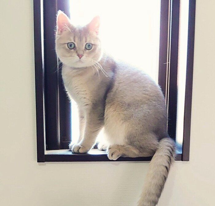 最近のおでんくん