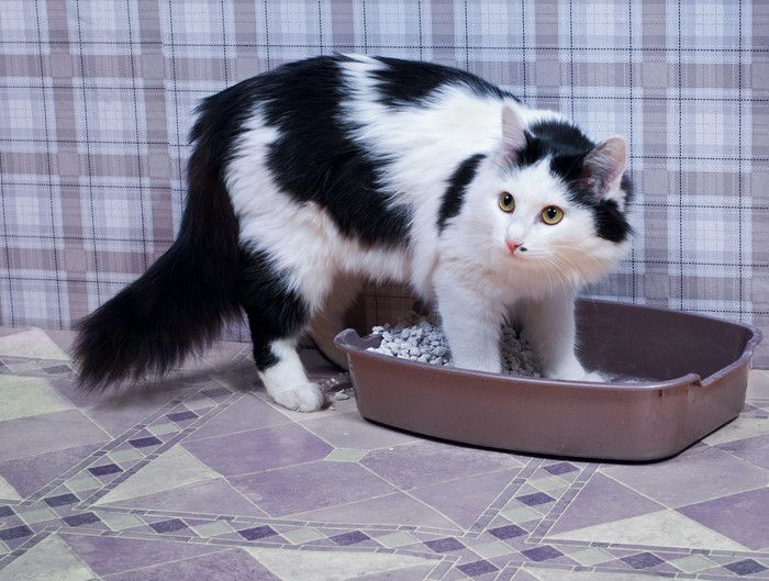 トイレ砂をホリホリする猫