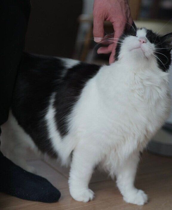 スリスリするナミちゃん