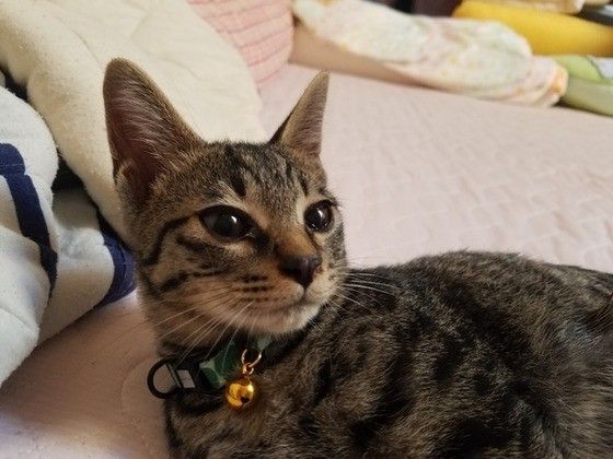 保護ネコの銀次