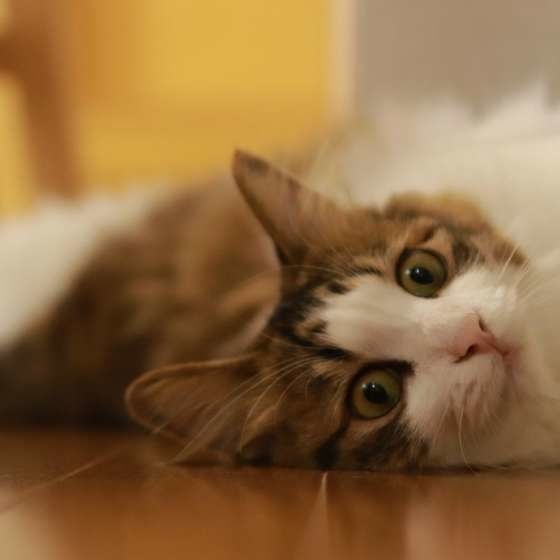 見つめる猫