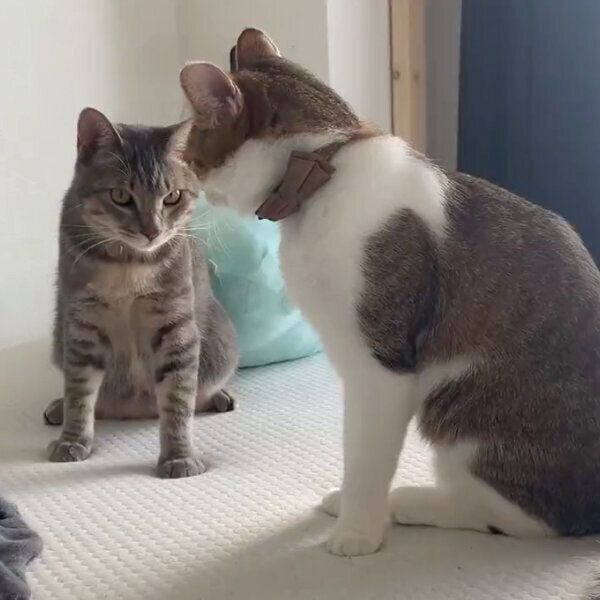見つめ合う兄弟猫、次の瞬間… コントのように同時に倒れる二匹が面白