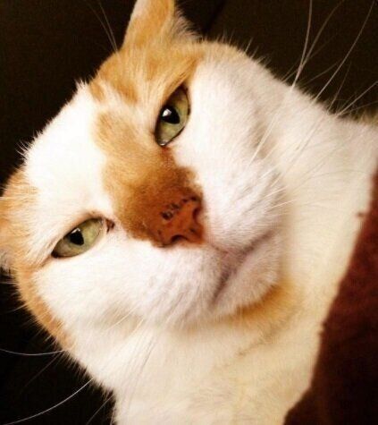 ねこのきもちWEB MAGAZINE ねこの日企画「MEN'S CAT」