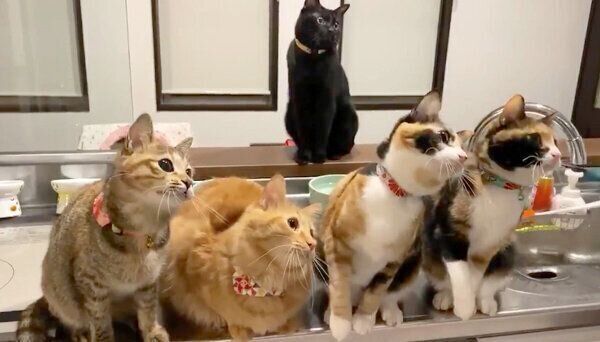 動きがシンクロする猫ちゃんたち