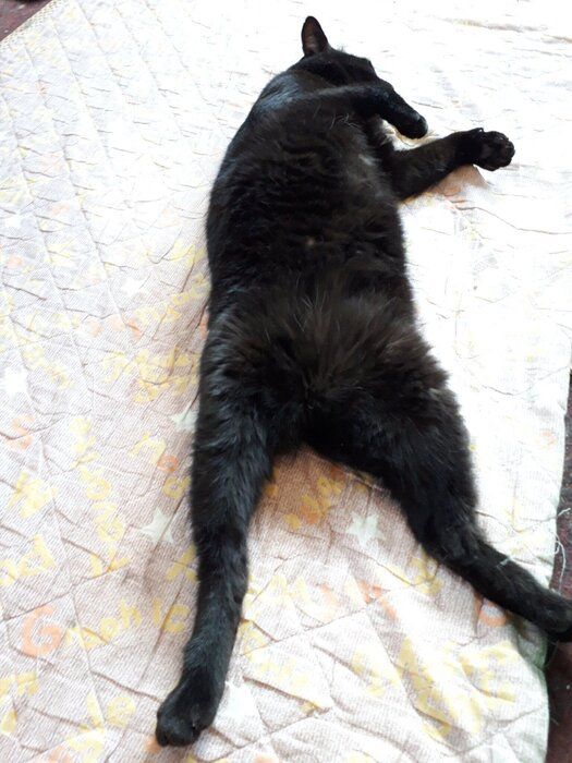 へそ天する猫