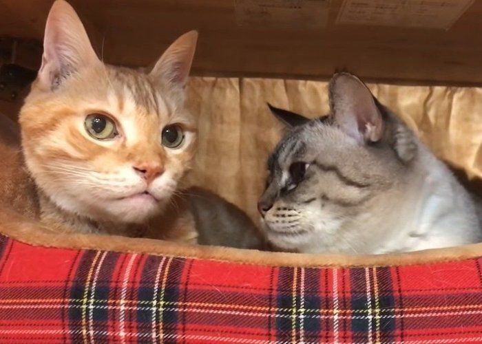 一緒に寝る猫