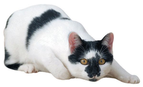 見つめる猫