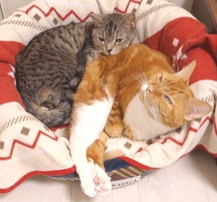 二匹の猫