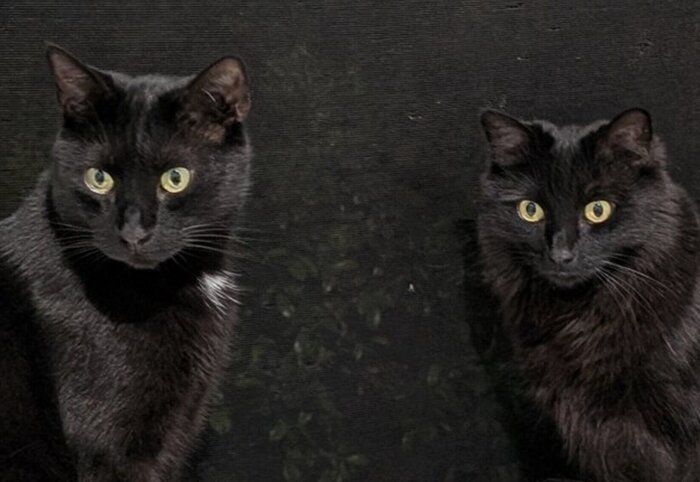 モアちゃん、ベアくん