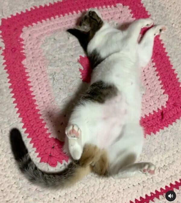 ゴロゴロするにゃんにゃんちゃん