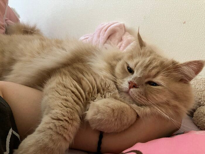飼い主に甘えるマンチカン