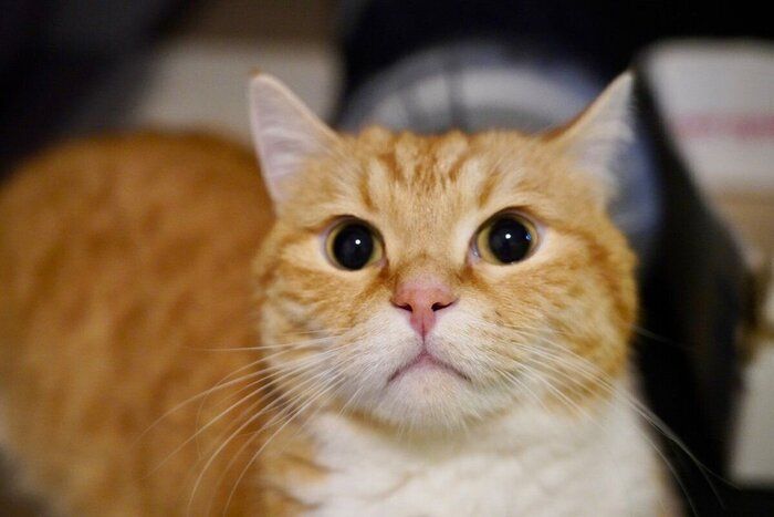 正面を向くにゃんたくん