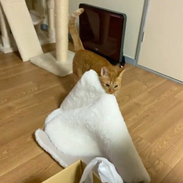 ラグが大好きなニャッタくん