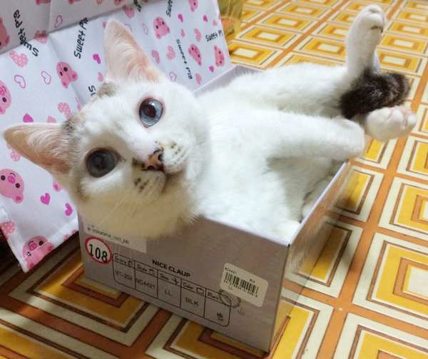 見つめる猫