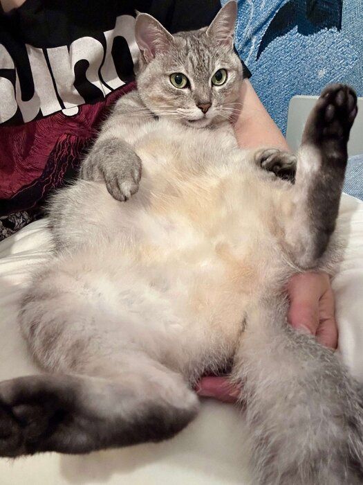 飼い主に甘える猫