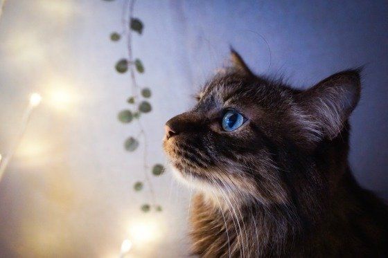 ツリーの光を見つめる猫