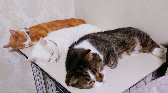 三匹の猫