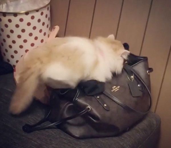 かばんを漁る猫