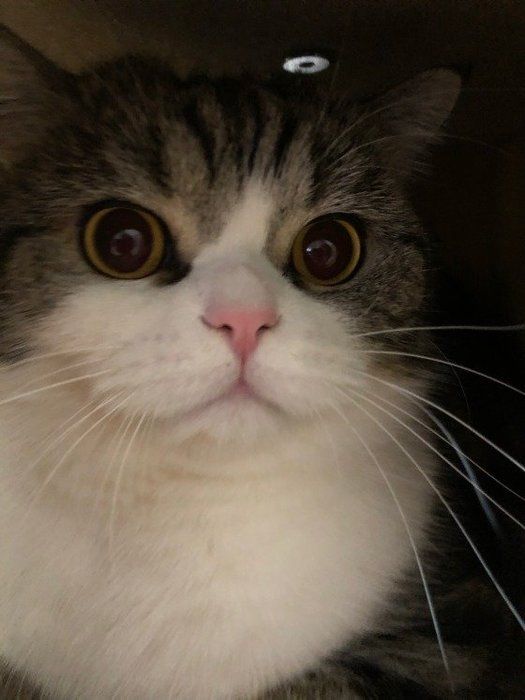 大きな瞳の猫のアップ