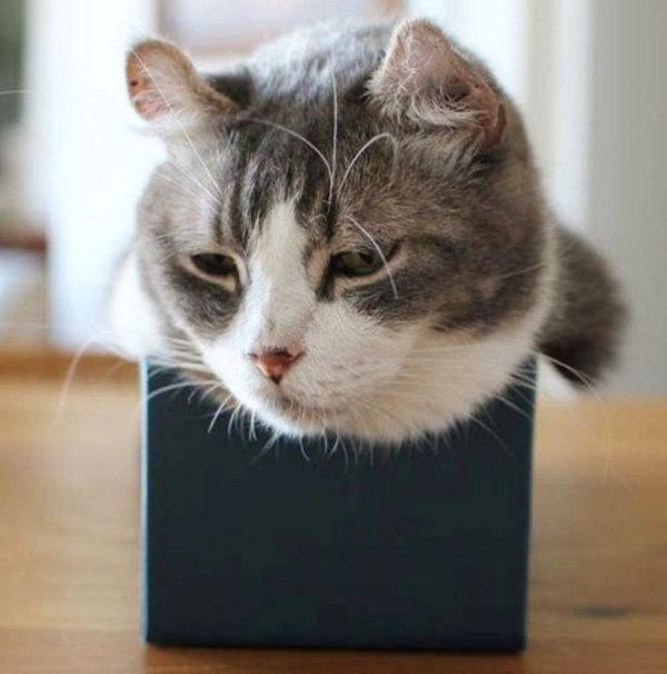 箱に入る猫