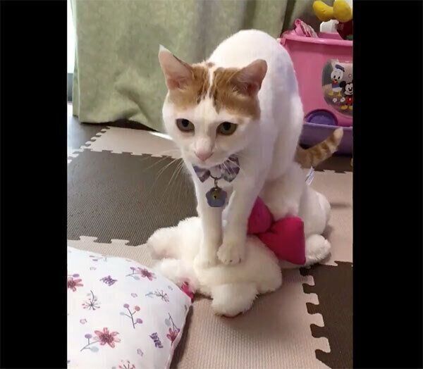 ぬいぐるみにふみふみするむぎちゃん