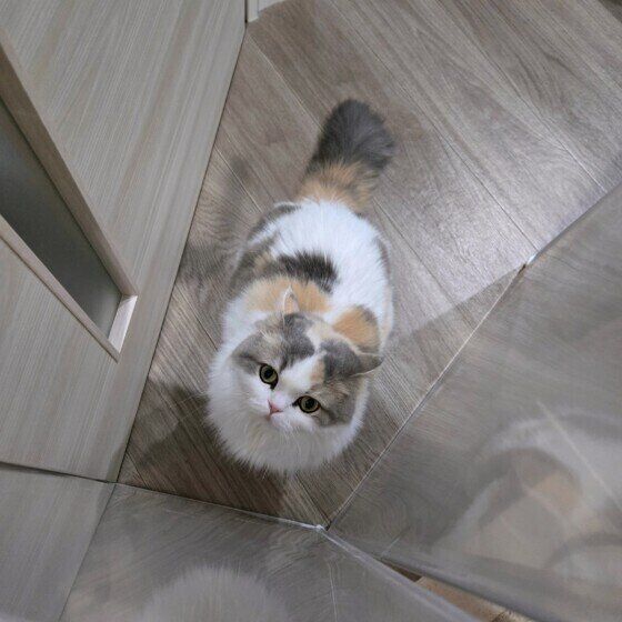 お出迎えをするラテちゃん
